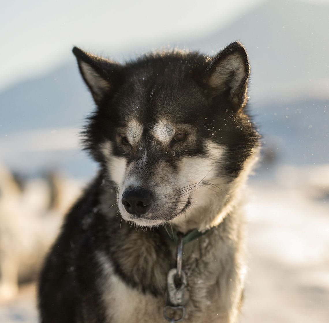 Green Dog Svalbard