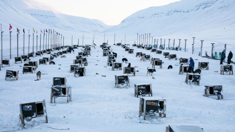 Green Dog Svalbard