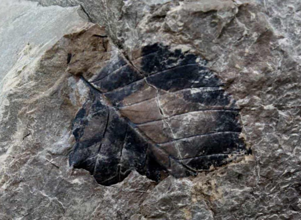 Fossiljakt med kløvhund NO