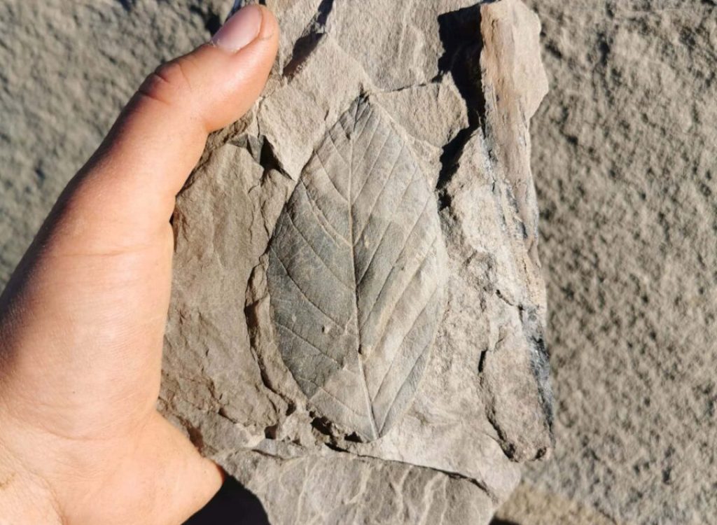 Fossiljakt by Isabel Zürn (1)