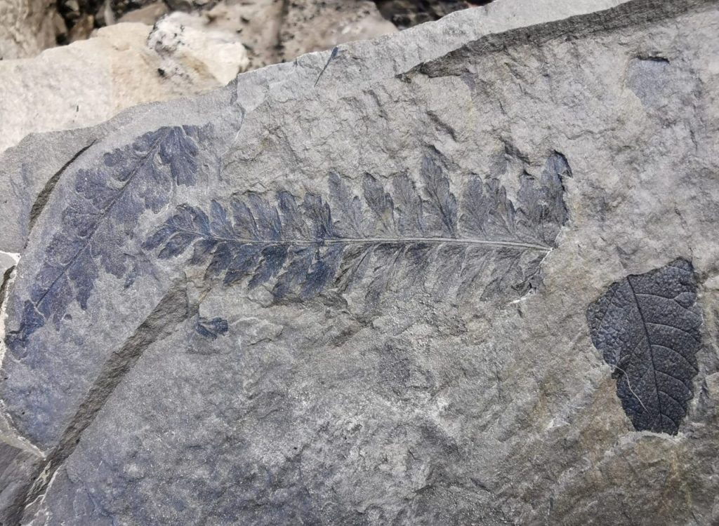 Fossiljakt by Isabel Zürn (18)