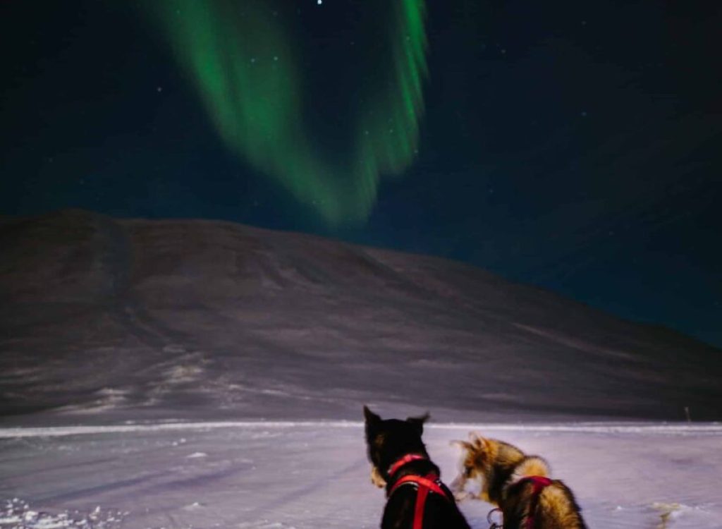 Nordlyssafari med hundespann NO