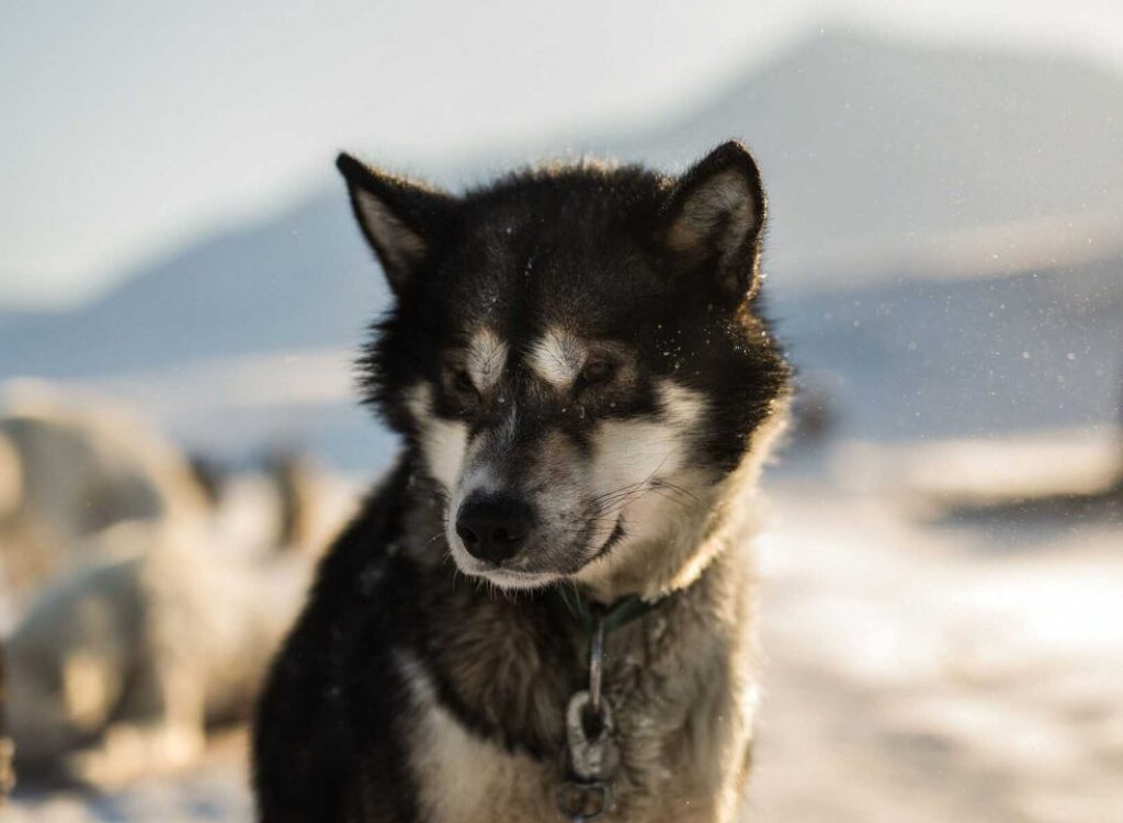 Green Dog Svalbard