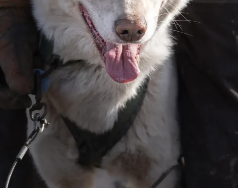 greendog-dog-sledding-on-wheels-44