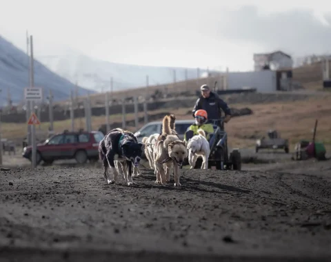 greendog-dog-sledding-on-wheels-45