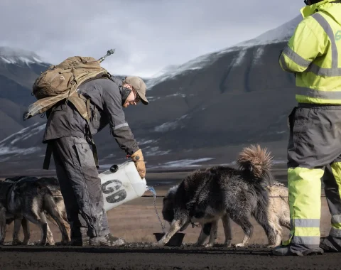greendog-dog-sledding-on-wheels-54